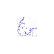 Blue Feulgen Stain Kit
